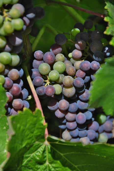 Napa Valley grapes